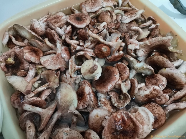 Настой из грибов