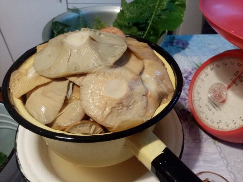 Засолка груздей