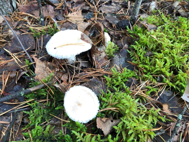 Белая груздь