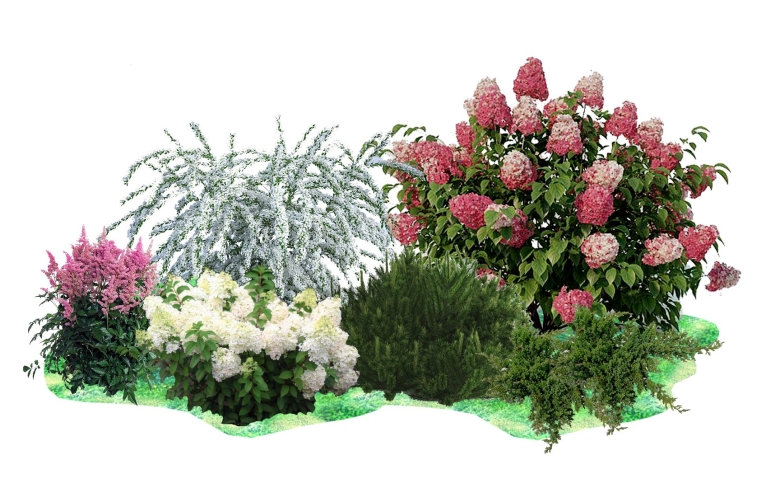 Клумба с гортензией метельчатой и хвойниками