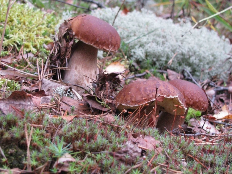 Гриб ежовик чешуйчатый