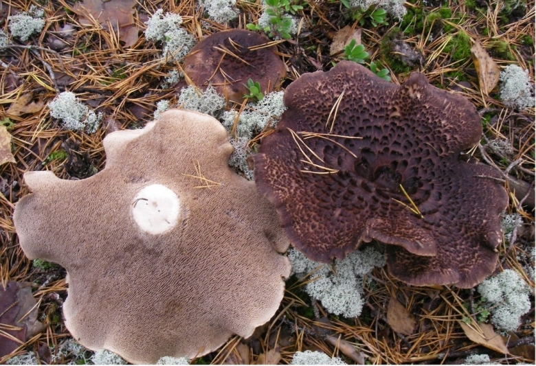 Гриб ежовик черепитчатый