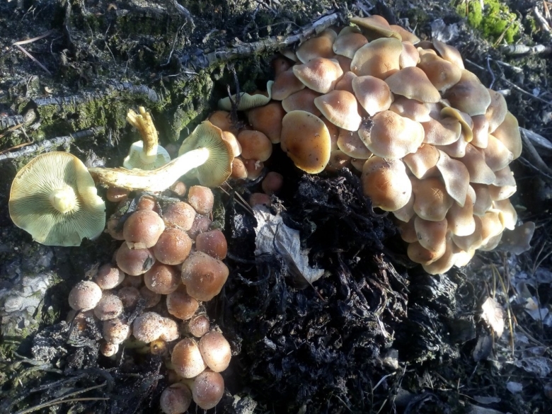 Тетерев гриб