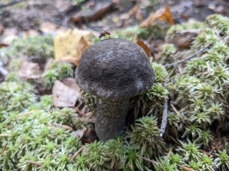 Подберезовик черноголовик