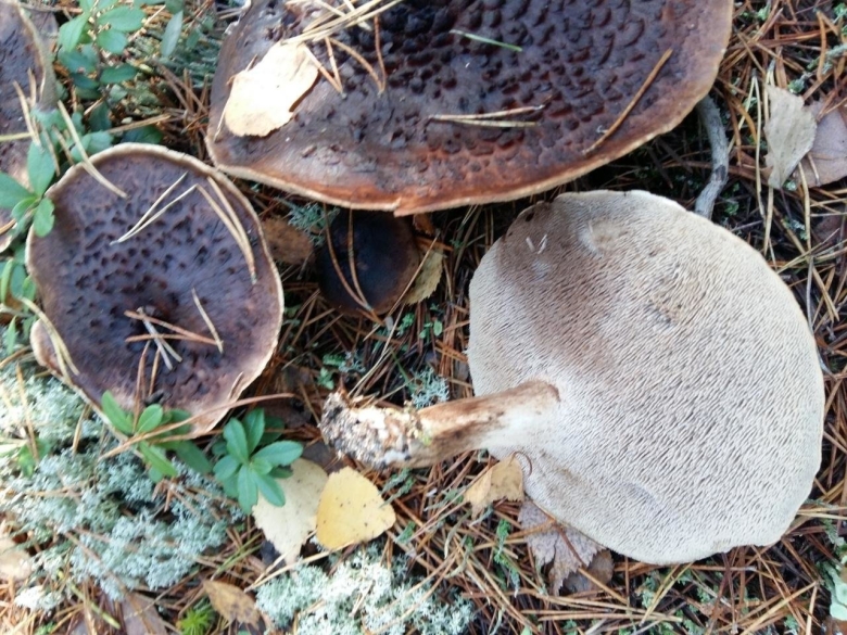 Ежовик пестрый Sarcodon imbricatus