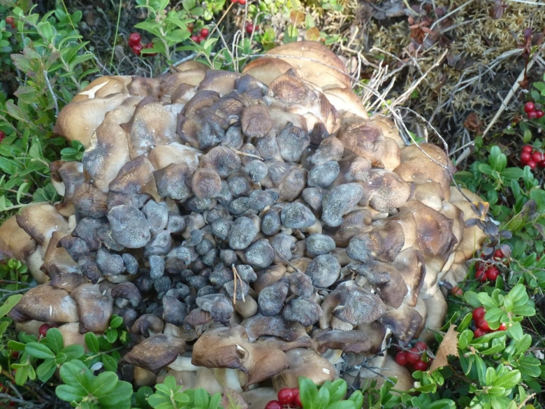 Гриб баран коралловый