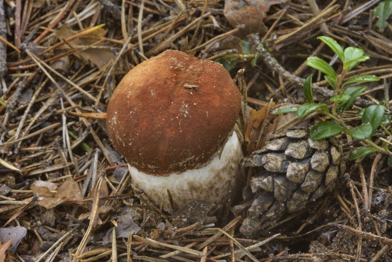 Грибы на севере