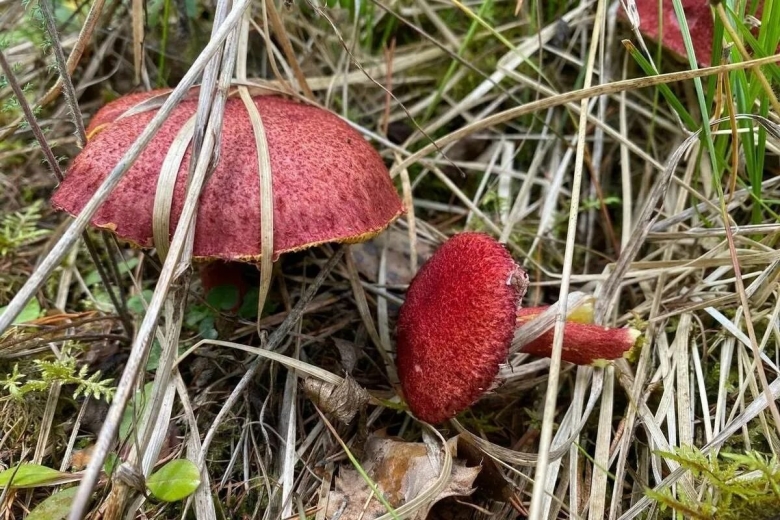 Решетник азиатский гриб