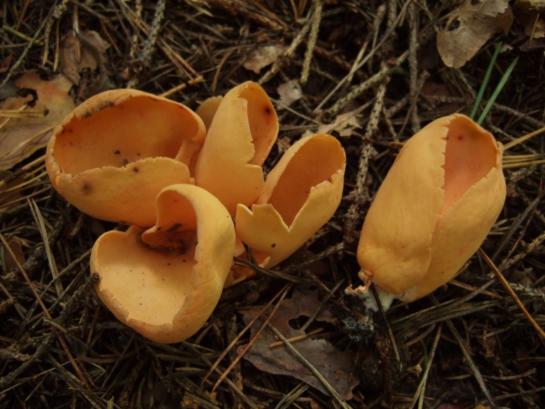 Гриб ослиные уши