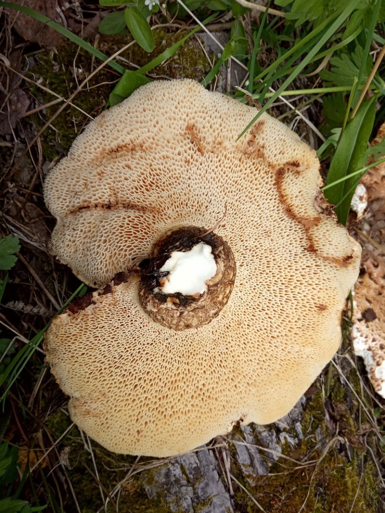 Трутовик чешуйчатый Cerioporus squamosus