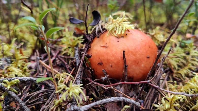 Съедобные грибы в саратовской области