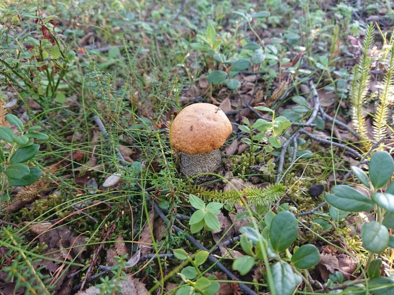 Сезон грибов открыт