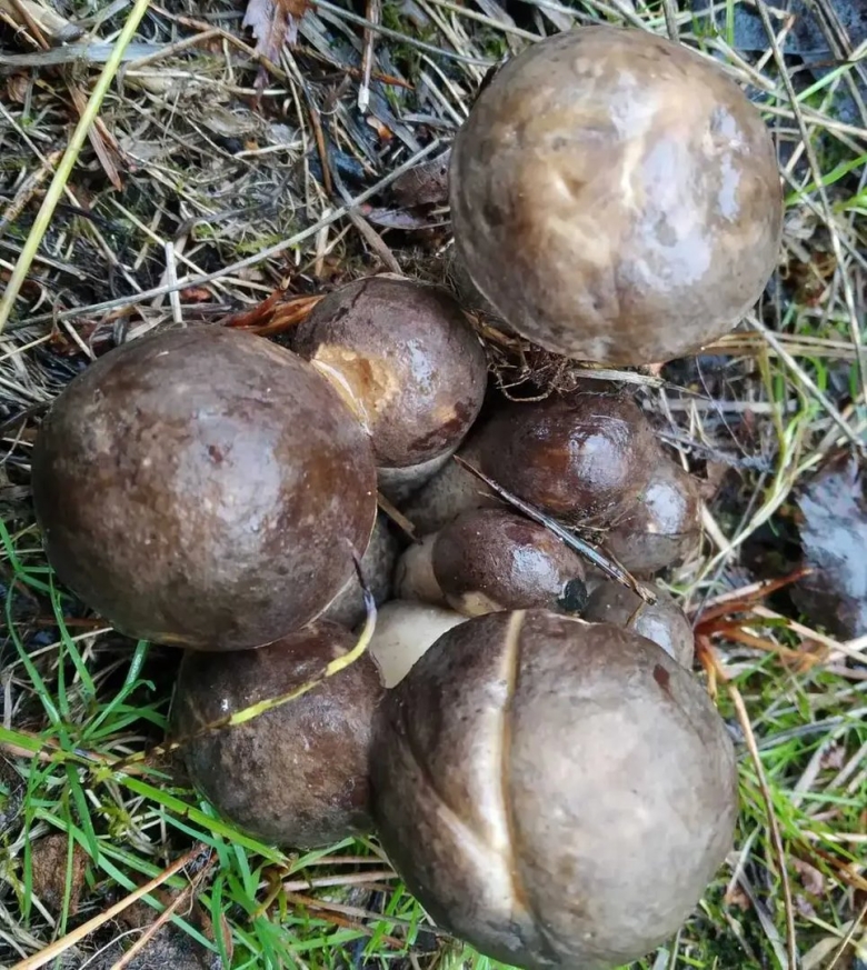 Дождевик и порховка