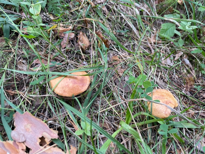 Гриб в лесу