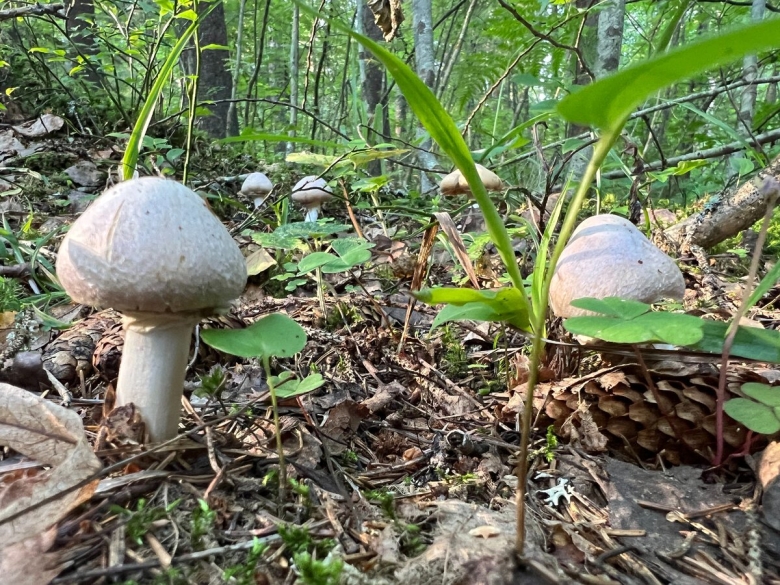 Краснокнижные грибы Татарстана