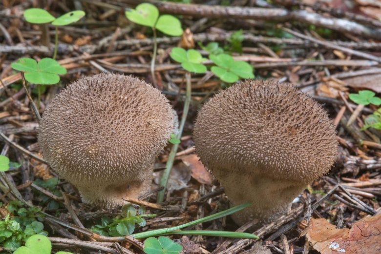 Ежовник обыкновенный гриб