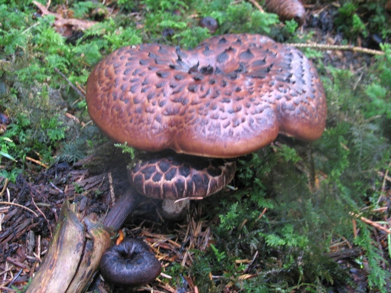 Гриб ежовик черепитчатый