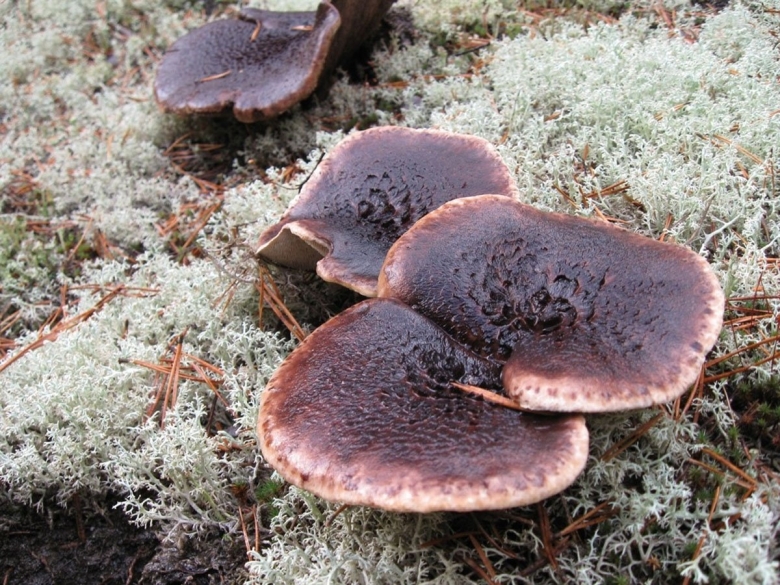 Ежовик пестрый Sarcodon imbricatus