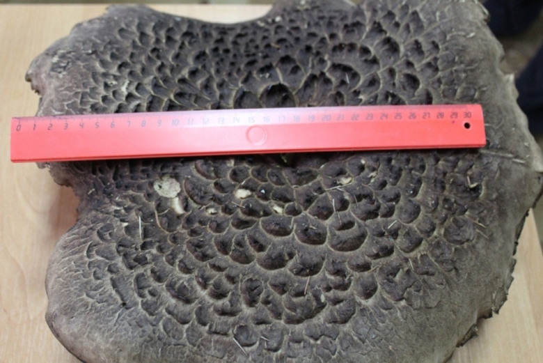 Медвежья лапа гриб