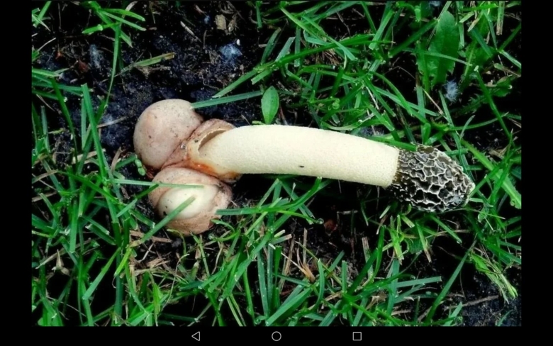 Весёлка обыкновенная гриб