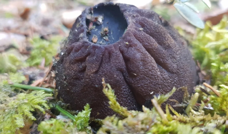 Молодильные грибы Саркосома