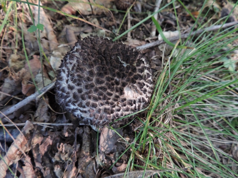 Шишкогриб хлопьеножковый чёрный