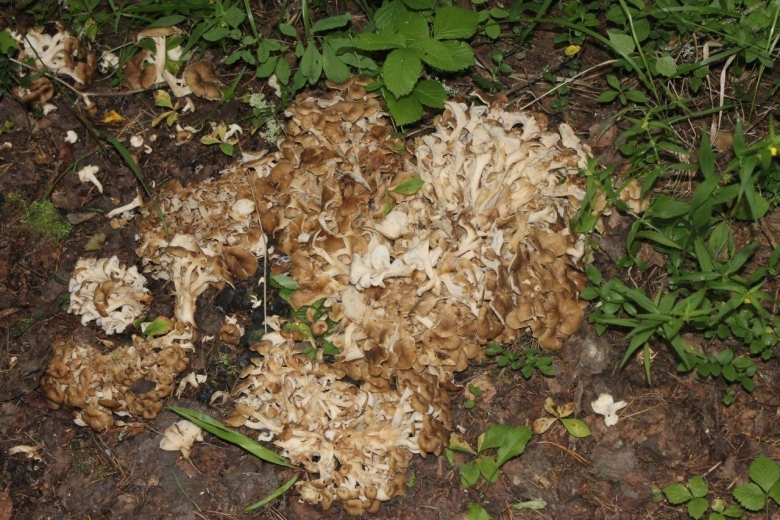 Гриб грифола зонтичная