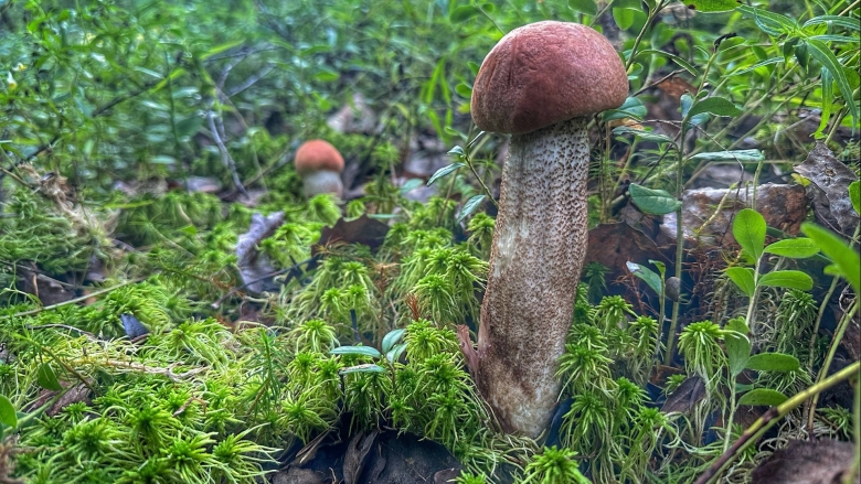 Ползающие грибы