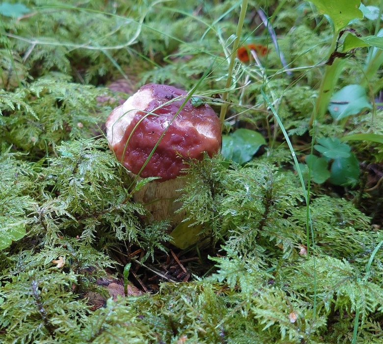 Волосатые грибы Хельсинки Россия съедобные