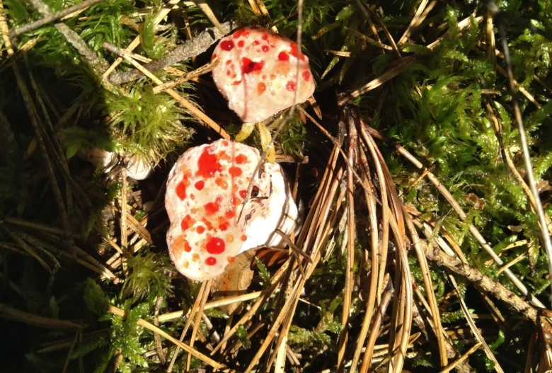 Гриб гиднеллум пека