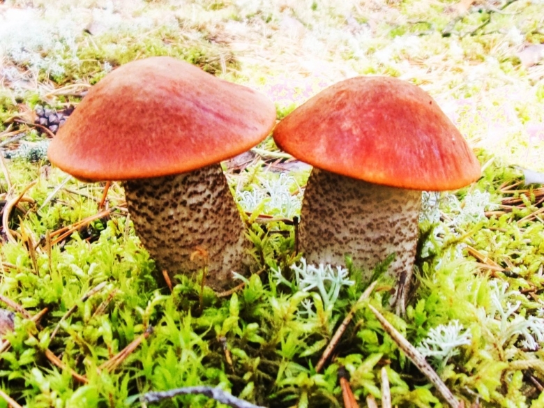 Подзаячник гриб фото