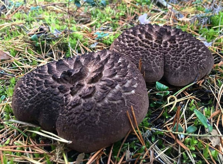 Гриб ежовик шероховатый