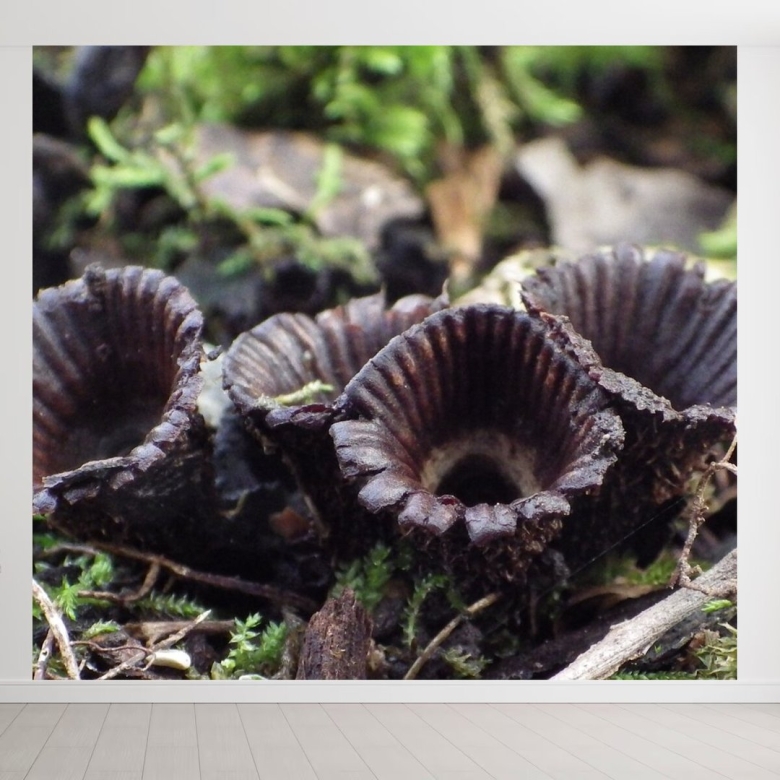 Урнула бокаловидная Urnula craterium