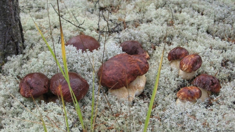 Красноборск грибы