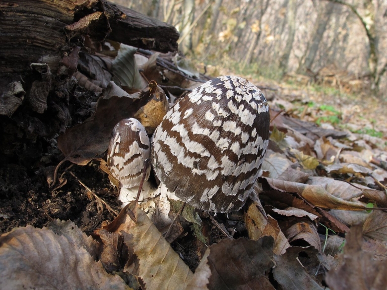 Грибы Ставропольского края