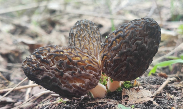 Гриб похожий на сморчок