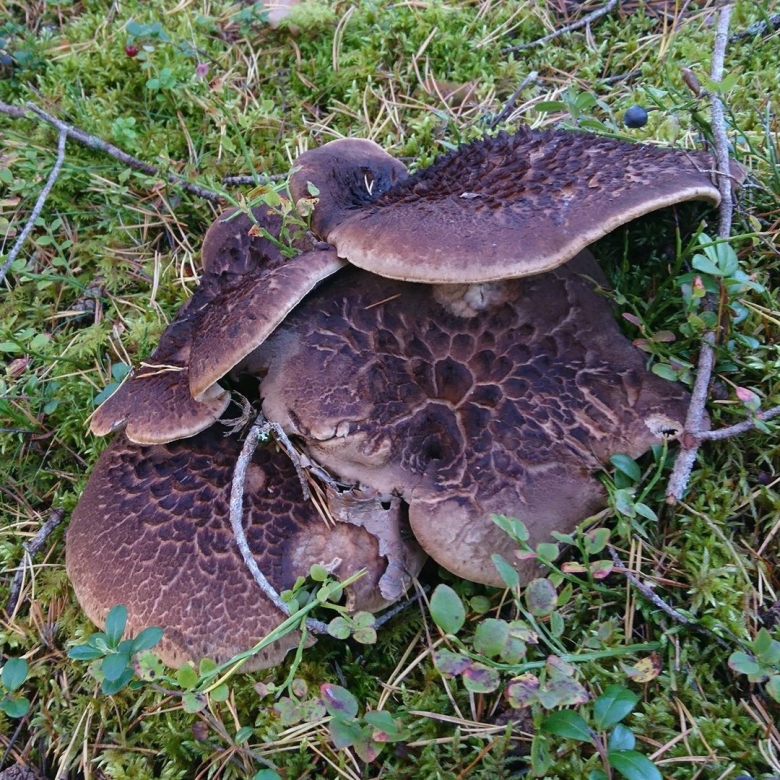 Гриб Саркодон черепитчатый