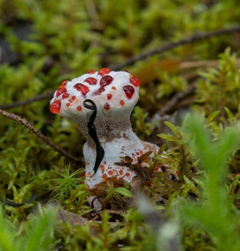 Гриб Гиднеллум Кровавый