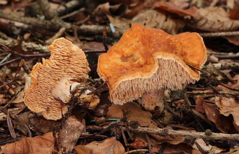 Гриб ежовик оранжевый