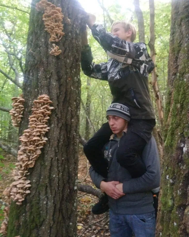 Гриб опенок