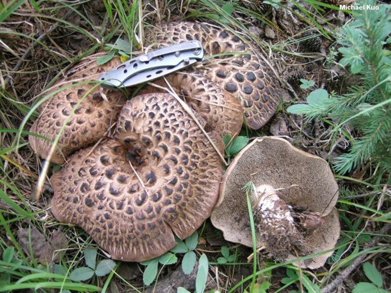 Ежовик пестрый Sarcodon imbricatus