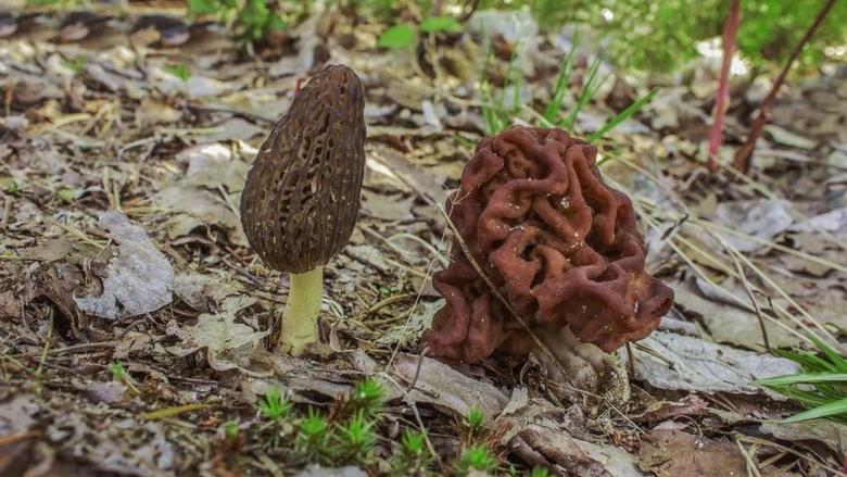 Сморчки грибы несъедобные
