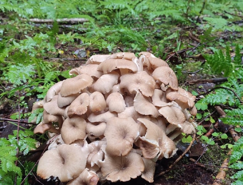 Съедобные грибы подмосковья