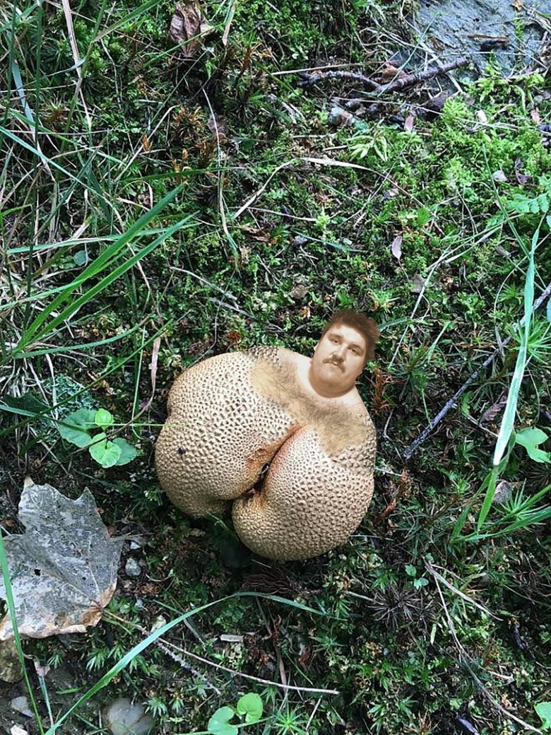 Грибы необычной формы