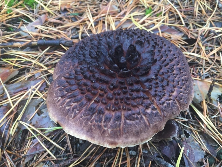 Ежовик пестрый Sarcodon imbricatus