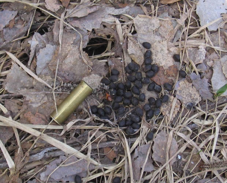 Гриб Тетеря фото