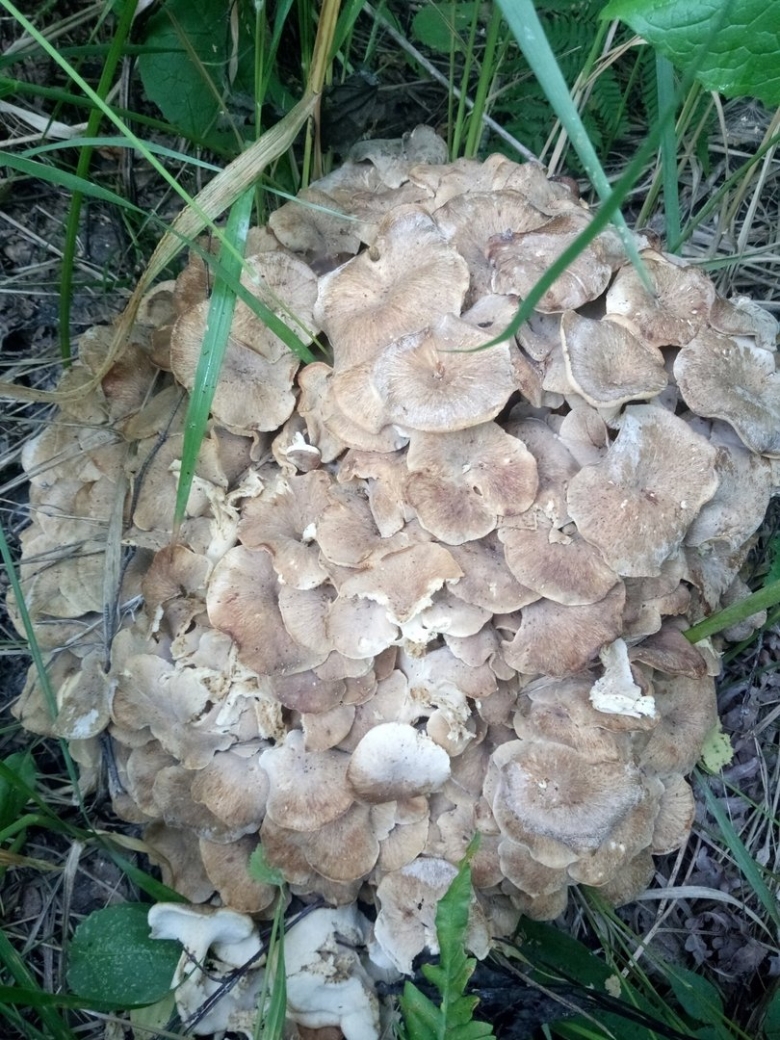 Трутовик вешенки Березовая