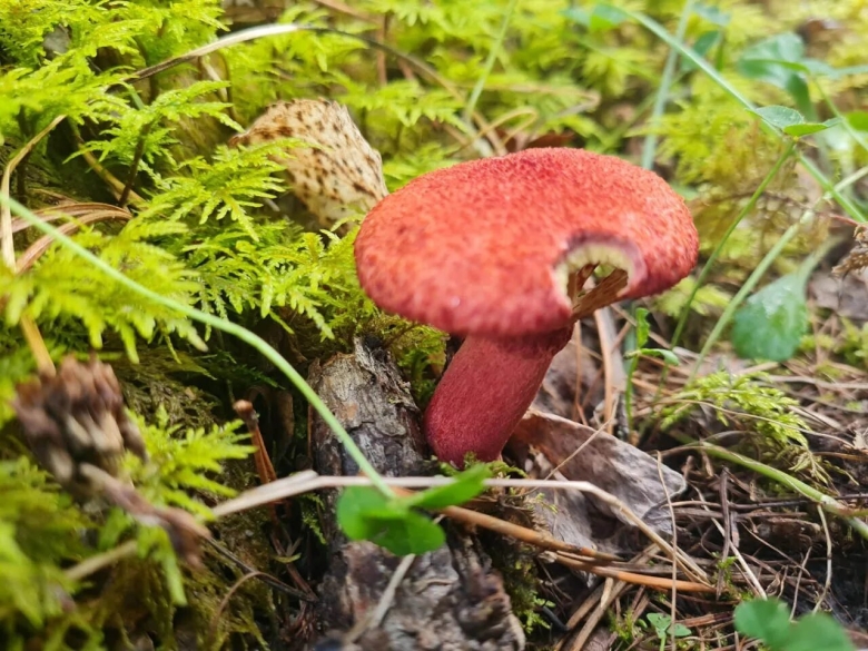 Решетник азиатский гриб