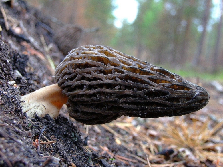 Сморчки пожарищные