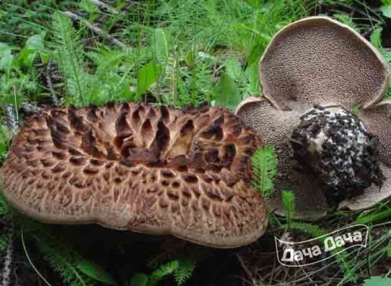 Ежовик пестрый Sarcodon imbricatus